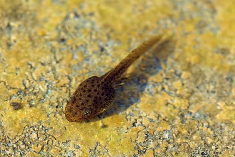 Photo 2 de Nonette Nature